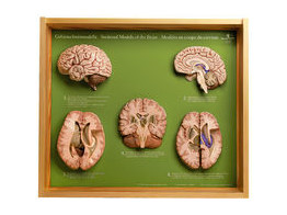 5 SECTION MODELS OF THE BRAIN