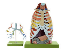 ANATOMY OF THE THORAX