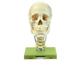14-PIECE MODEL OF THE SKULL WITH CERVICAL VERTEBRAL COLUMN AND HYOID BONE - SOMSO - QS8/2/C