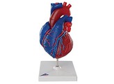 MAGNETIC HEART MODEL  LIFE-SIZE  5 PARTS - G01/1