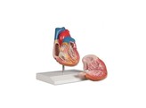 HEART MODEL  2 PART  WITH CONDUCTING SYSTEM- G207