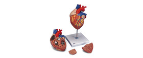 Hart en Bloedsomloop