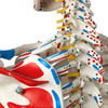 SUPER HUMAN SKELETON MODEL  SAM  - FLEXIBLE WITH MUSCLES AND LIGAMENTS ON A PELVIC MOUNTED STAND - A13  1000033 