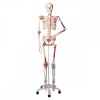 SUPER HUMAN SKELETON MODEL  SAM  - FLEXIBLE WITH MUSCLES AND LIGAMENTS ON A PELVIC MOUNTED STAND - A13  1000033 