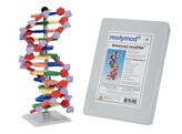 MODELE MOLECULAIRE D ADN  12 PAIRES DE BASES  - MOLYMOD AMDNA-060-12