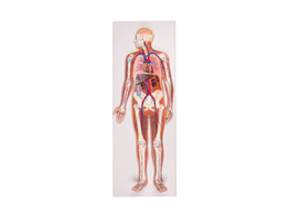 CIRCULATORY SYSTEM  RELIEF MODEL    LIFE SIZE -  G230