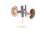 CANINE KIDNEY