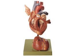 HEART  ENLARGED APPROX. 1.5 TIMES- SOMSO HS5/SOM