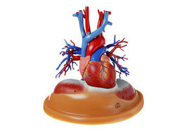 HEART TABLE MODEL