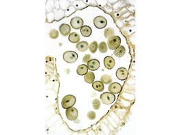 Lilium  Lilie  Antheren mit entwickelten Pollen  c.s. - SB.2210A