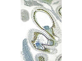 Hirtentaschel  Fruchtknoten mit Embryo in pre-cotyledon St. - SB.2220A