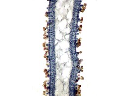 Coprinus  ink caps mushroom  section of pileus - SB.2373A