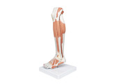 LOWER MUSCLE LEG WITH DETACHABLE KNEE M22  1000353 