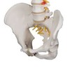 CLASSIC FLEXIBLE SPINE MODEL - A58/1  1000121 