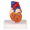 HEART MODEL  LIFE SIZE  2 PARTS - EZ AUGMENTED ANATOMY