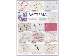 BACTERIA POSTER