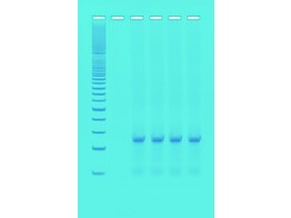 QUICK PCR - EDVOTEK - 372