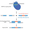 USING CRISPR TO TREAT CYSTIC FIBROSIS- EDVOTEK - 135
