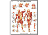 HUMAN MUSCLE POSTER  - VR1118L  1001470 