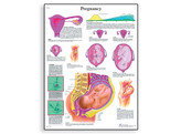 PREGNANCY CHART - VR1554L  1001572 