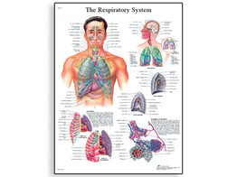 THE RESPIRATORY SYSTEM CHART - VR1322L  1001516 