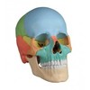 OSTEOPATHIC SKULL MODEL  22 PART  DIDACTICAL VERSION