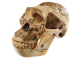 RECONSTRUCTION OF A SKULL OF AUSTRALOPITHECUS AFRICANUS