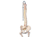  br/ CLASSIC FLEXIBLE SPINE MODEL WITH FEMUR HEADS -  br/ A58/2  1000122 