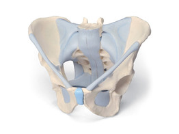 MALE PELVIS WITH LIGAMENTS  2-PARTS - H21/2