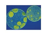 ALGAE  VOLVOX AUREUS