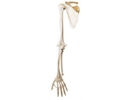 SKELETON OF THE ARM WITH SHOULDER GIRDLE