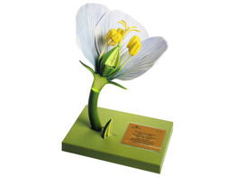 TYPE DE FLEUR ANGIOSPERME DIALYPETALE - SOMSO - BOS15/10