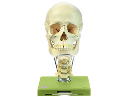 18-PIECE MODEL OF THE SKULL WITH CERVICAL VERTEBRAL COLUMN AND HYOID BONE