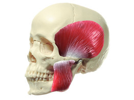 18-DELIG SCHEDEL MODEL 18-PIECE MODEL OF THE SKULL WITH MASTICATORY MUSCLES