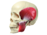 18-PIECE MODEL OF THE SKULL WITH MASTICATORY MUSCLES