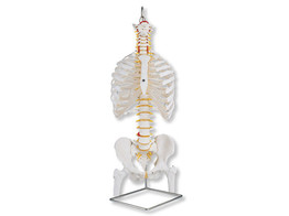 CLASSIC FLEXIBLE SPINE MODEL WITH RIBS AND FEMUR HEADS -  A56/2  1000120 
