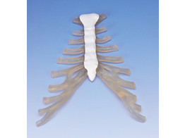 STERNUM WITH RIB CARTILAGE  A69  1000136 