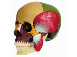 14-PIECE MODEL OF THE SKULL WITH MASTICATORY MUSCLES