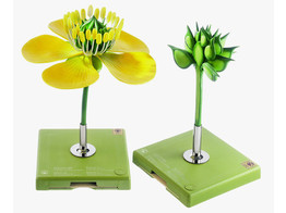 BUTTERCUP  FLOWER AND FRUIT