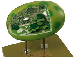 CHLOROPLAST MODEL - SOMSO BOS 16/2