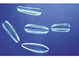 Diatoms  recent marine  mixed species