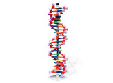 VERBESSERTES MINI-DNA MODELL  22 SEGMENTE   br/ - AMDNA-060-22