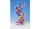 DNA MODEL 12 BASENPAREN - MOLYMOD AMDNA-060-12