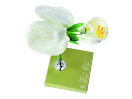PETIT POIS  FLEUR - SOMSO - BOS15/15