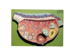 RELIEF MODEL OF THE OVARY