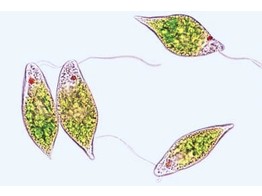 Euglena viridis  a common green flagellate with eyespot and flagellum  w.m.
