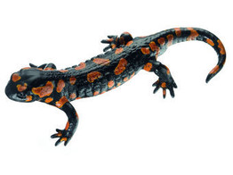 FIRE SALAMANDER  RED VARIETY  MALE