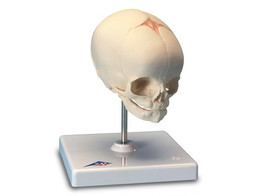 FOETAL SKULL MODEL  NATURAL CAST  30TH WEEK OF PREGNANCY  ON STAND - A26  1000058 