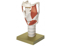 FUNCTIONAL MODEL OF THE LARYNX