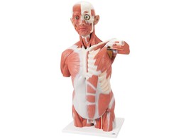  br/ LEBENSGRO ER MUSKEL-TORSO  27-TEILIG br/ - VA16  1001236 